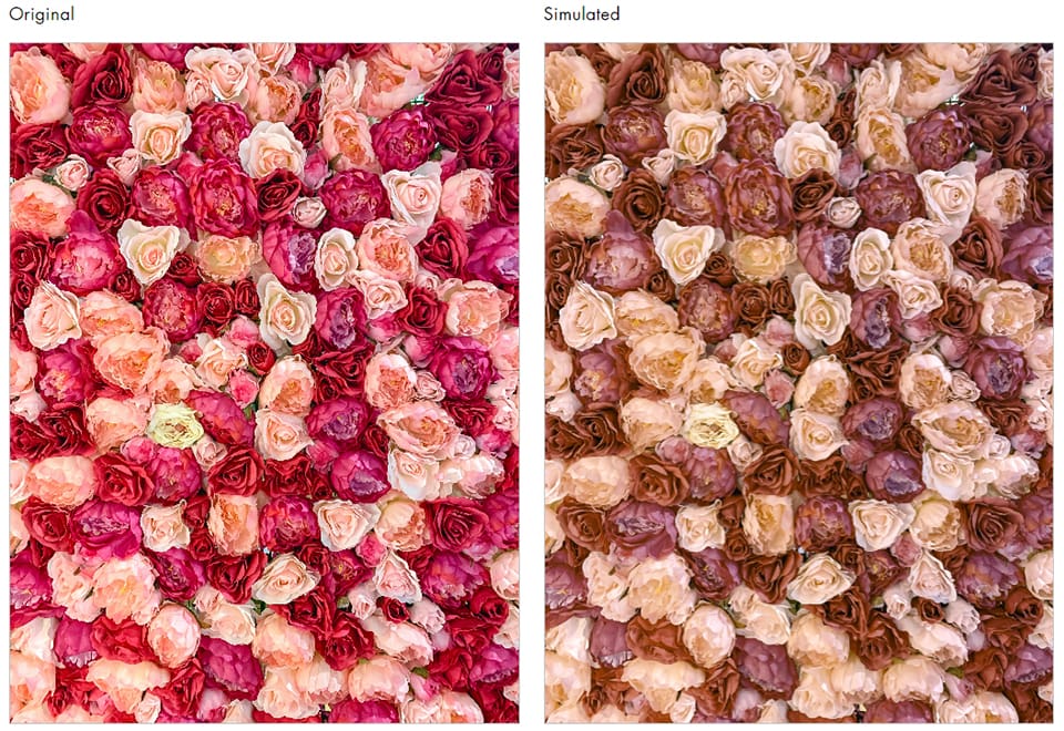 Two images of the same roses side-by-side. Left side is original photo, right side is photo viewed through green-weak color blindness filter.
